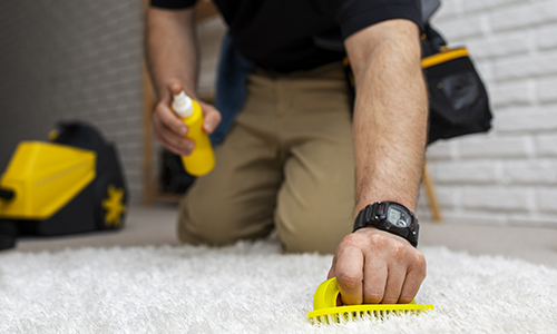 Carpet Cleaning