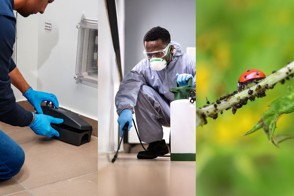 Professional pest control service for homes and businesses