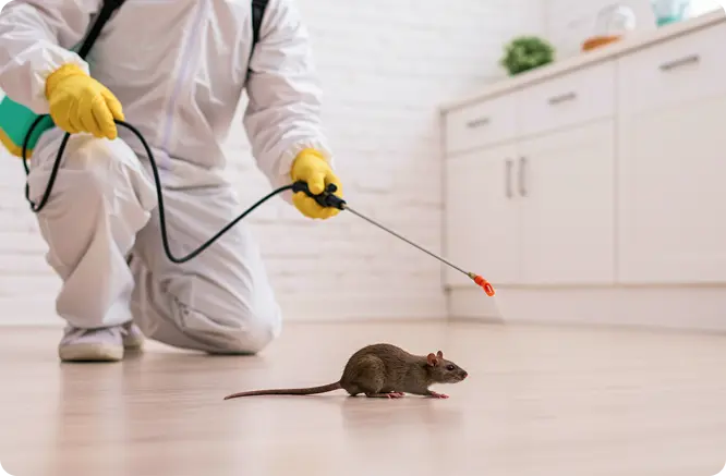 Professional rodent control treatment for homes and businesses