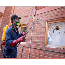 Professional spider control treatment for homes and businesses