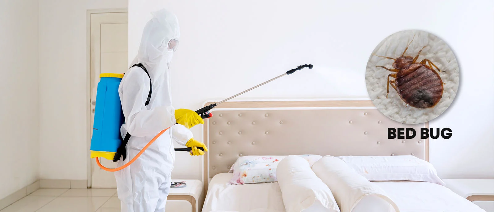 Professional bed bug control treatment for homes and bedrooms