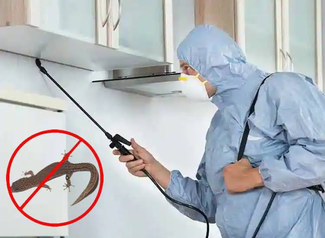 Professional lizard control treatment for homes and businesses